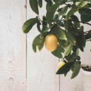 lemon tree in a grey pot growing indoors