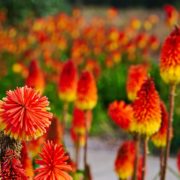 bright red and yellow torch lilies in an outdoor space