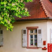 a chestnut tree near a house