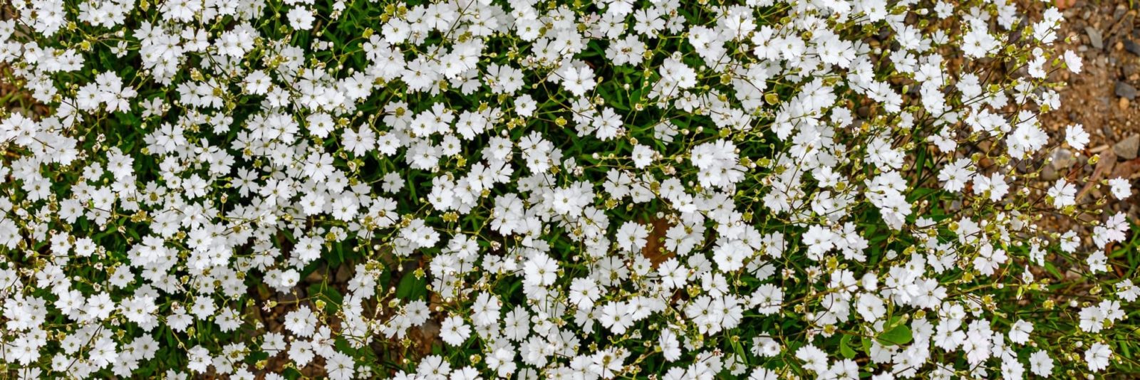 small white Silene alpestris flowers