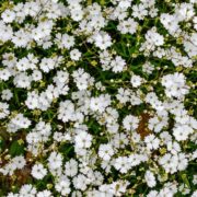 small white Silene alpestris flowers