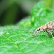 vine weevil on a plant leaf