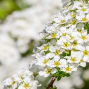 pyracantha firethorn bushes