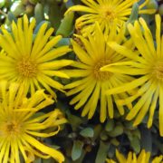 Inula hookeri flower heads