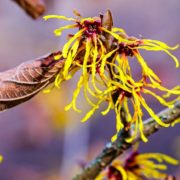 yellow witch hazel shrubs