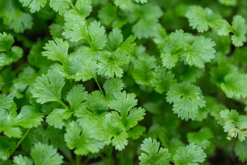 How To Grow Coriander Herb Horticulture.co.uk