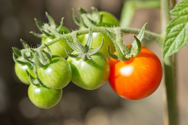 Moneymaker Tomatoes Plant Care & Growing Tips Horticulture