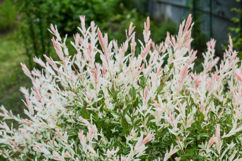 Salix Integra 'HakuroNishiki' Plant Care Tips Horticulture