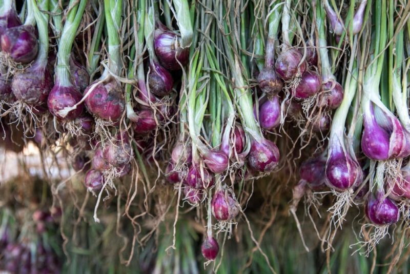 How To Grow Shallots Horticulture Magazine