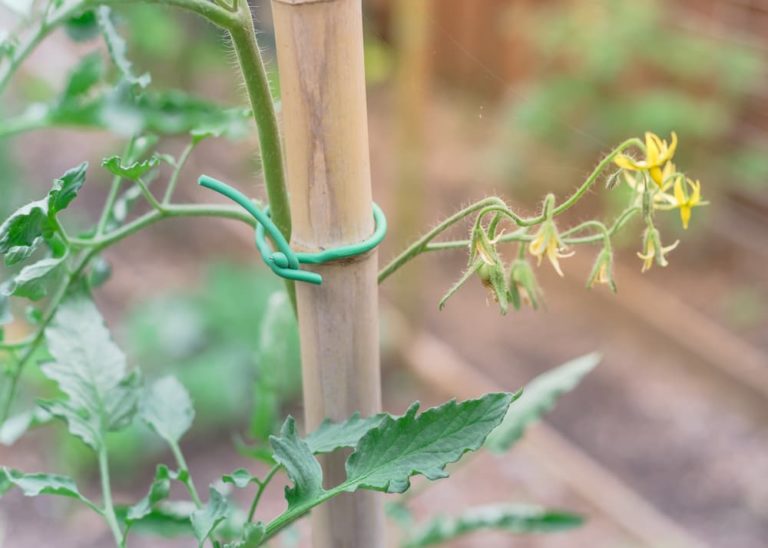 Moneymaker Tomatoes Plant Care & Growing Tips Horticulture