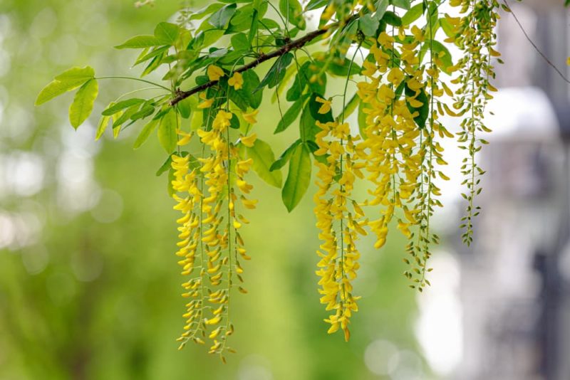 Laburnum 'Golden Rain' Tree Care & Growing Tips Horticulture