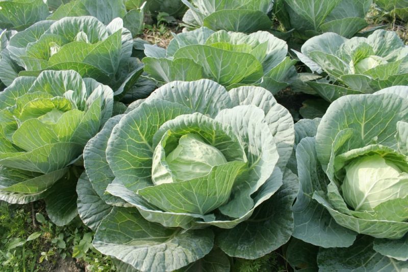 How To Grow Spring Cabbage At Home Horticulture.co.uk