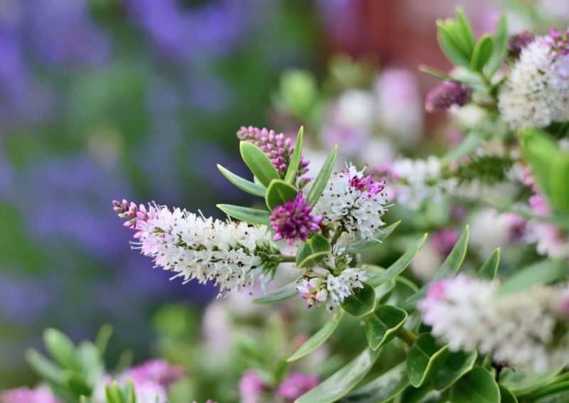 Hebe Shrub Varieties, Plant Care & Growing Tips Horticulture™