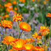 beautiful bright orange calendula flowers growing in a garden space