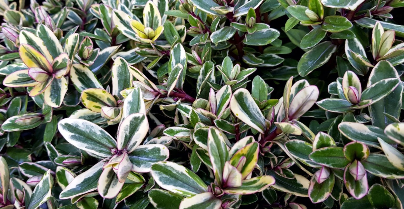 Hebe Shrub Varieties, Plant Care & Growing Tips Horticulture™