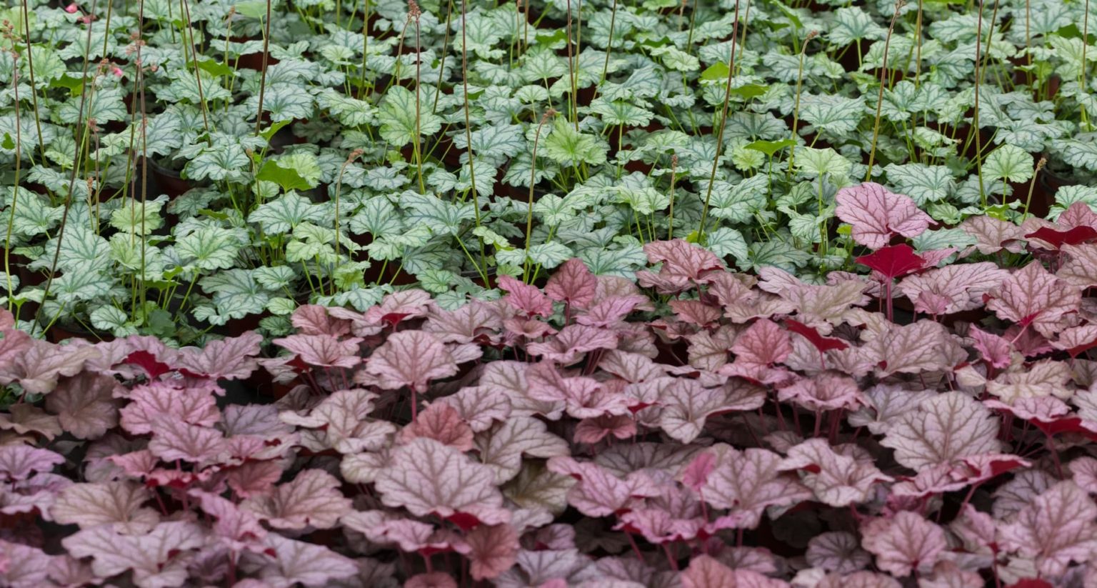 Heuchera Plant Care & Growing Tips Horticulture.co.uk