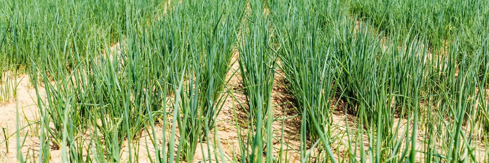 numerous shallot plants in a large field