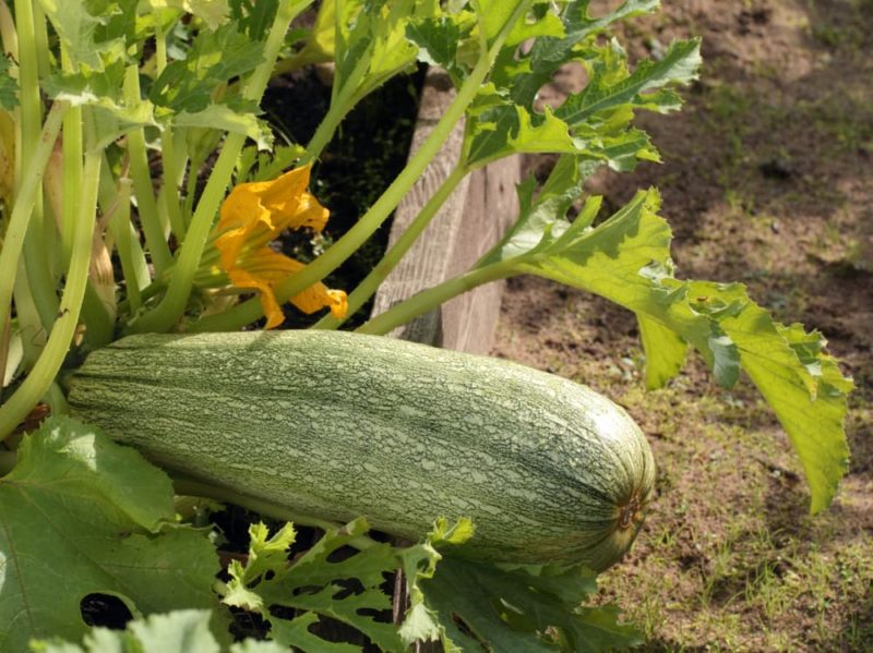 How To Grow Marrows Horticulture Magazine
