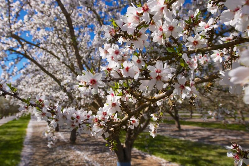 Almond Tree Care, Planting & Growing Tips Horticulture.co.uk