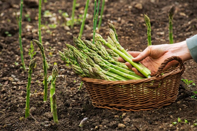 How To Grow Asparagus Plants Horticulture.co.uk