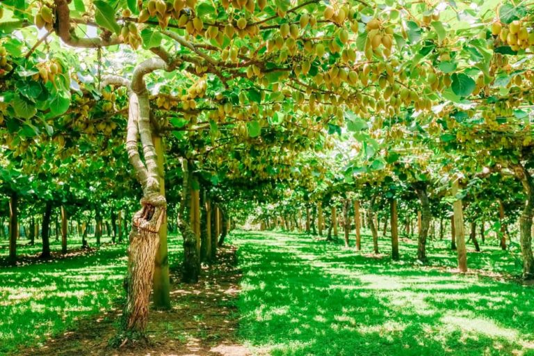 How To Grow Kiwi Plants Horticulture Magazine