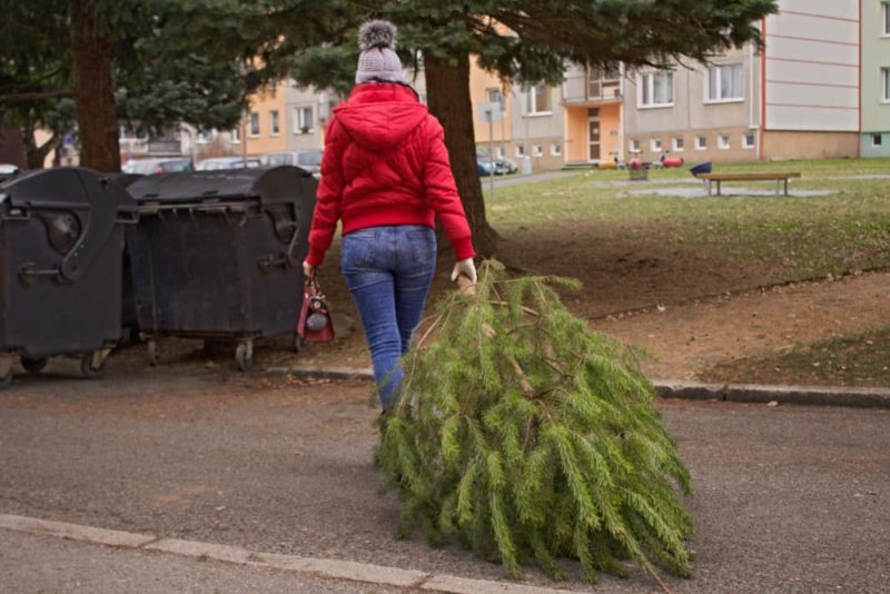 Can You RePlant A Christmas Tree? Horticulture.co.uk