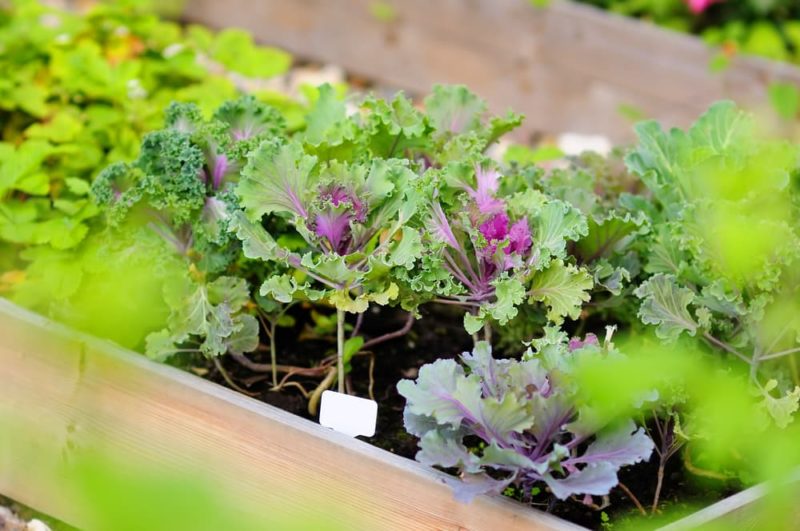 Master Horticulturist Advises These 16 Plants For Winter Window Boxes