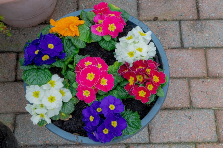 How To Grow Primula 'Primrose' Plants Horticulture.co.uk