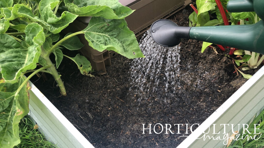 watering can watering in lettuce seeds that have been sown into the soil in raised vegetable patch outside