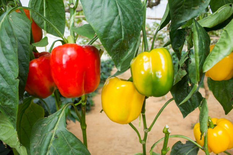 How To Grow Capsicum 'Sweet Bell Pepper' Horticulture