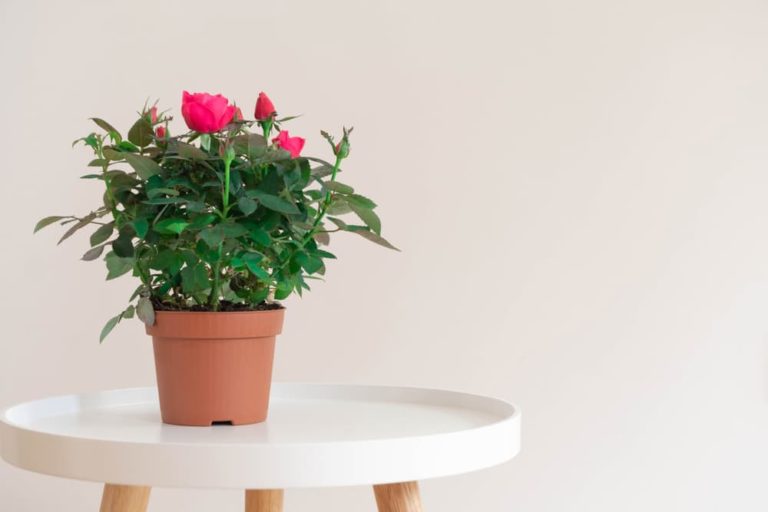 How To Plant & Grow Roses In Pots Horticulture.co.uk