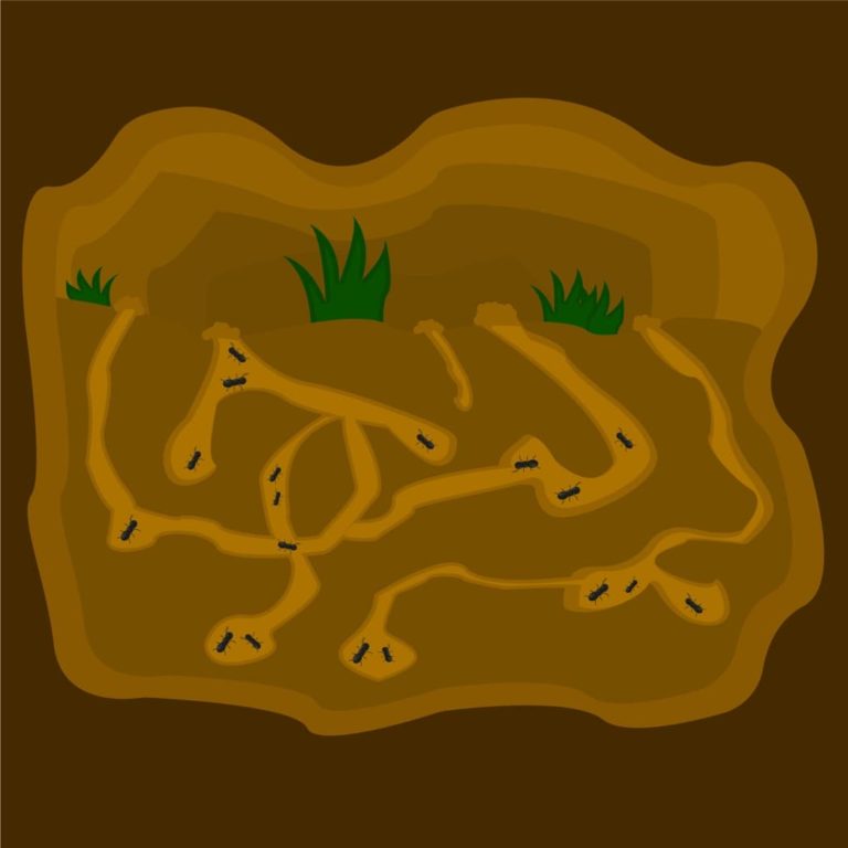 6 Ways To Get Rid Of An Ants' Nest In Your Garden Horticulture