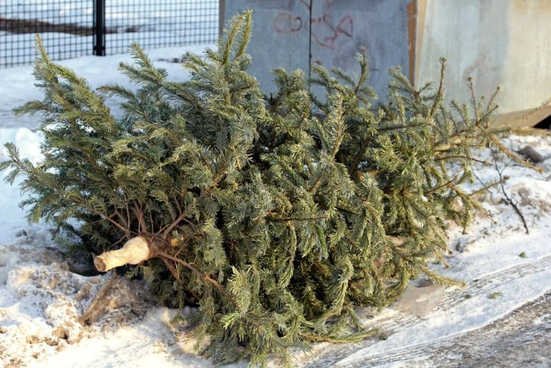 Can You RePlant A Christmas Tree? Horticulture.co.uk