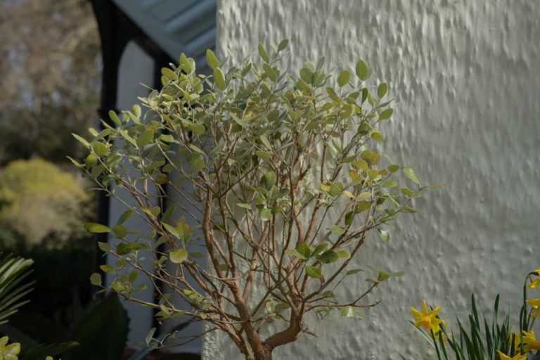 75 Evergreen Plants For Pots & Containers Horticulture.co.uk