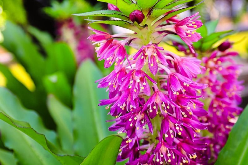 How To Grow & Care For 'Pineapple Lilies' Horticulture