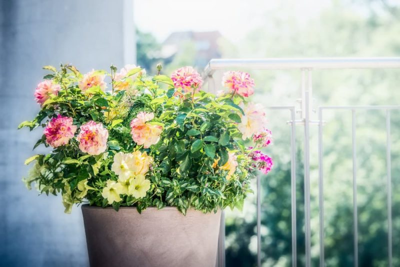 How To Plant & Grow Roses In Pots Horticulture.co.uk