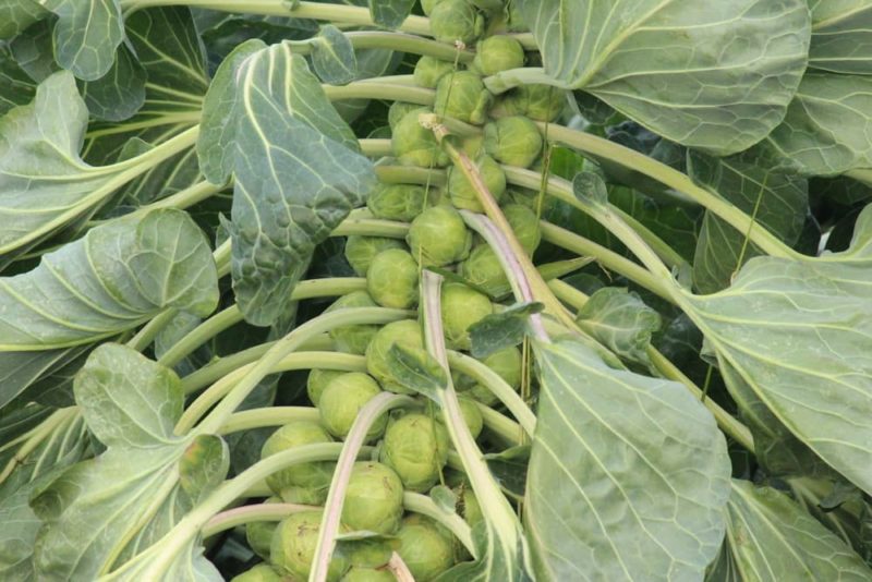 How To Grow Brussels Sprouts Plant Care Tips Horticulture