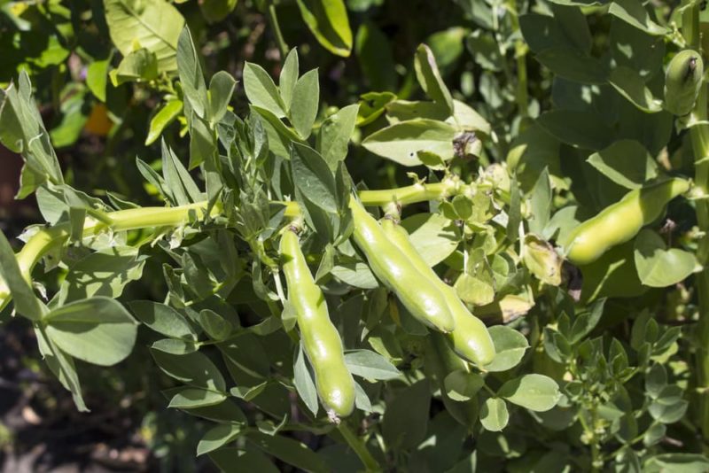 How To Grow Broad Beans Plant Care Horticulture.co.uk