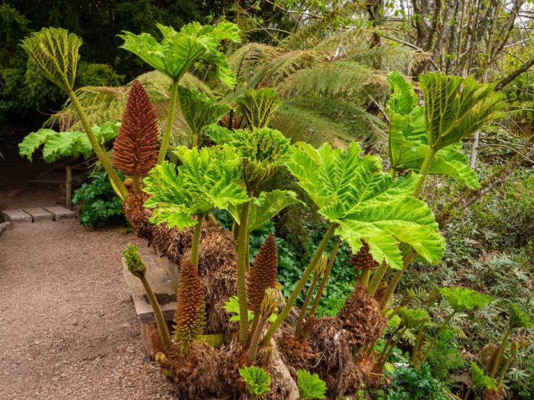 Tropical Garden Ideas For The UK Climate Horticulture.co.uk