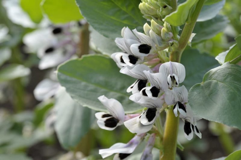 How To Grow Broad Beans Horticulture Magazine