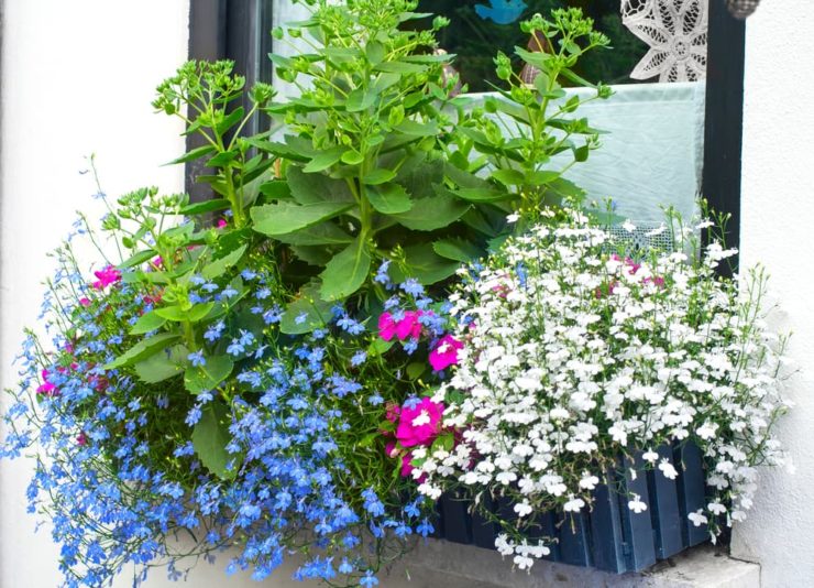 How To Grow & Care For Lobelia Horticulture.co.uk