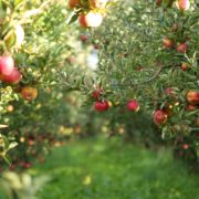 an apple tree with fruits in an orchard