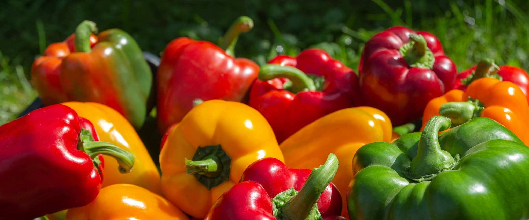 Capsicum 'Sweet Bell Pepper' Plant Care Tips Horticulture