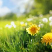 yellow dandelions in a field