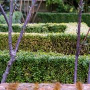 a partially infected box hedge with varying colouration