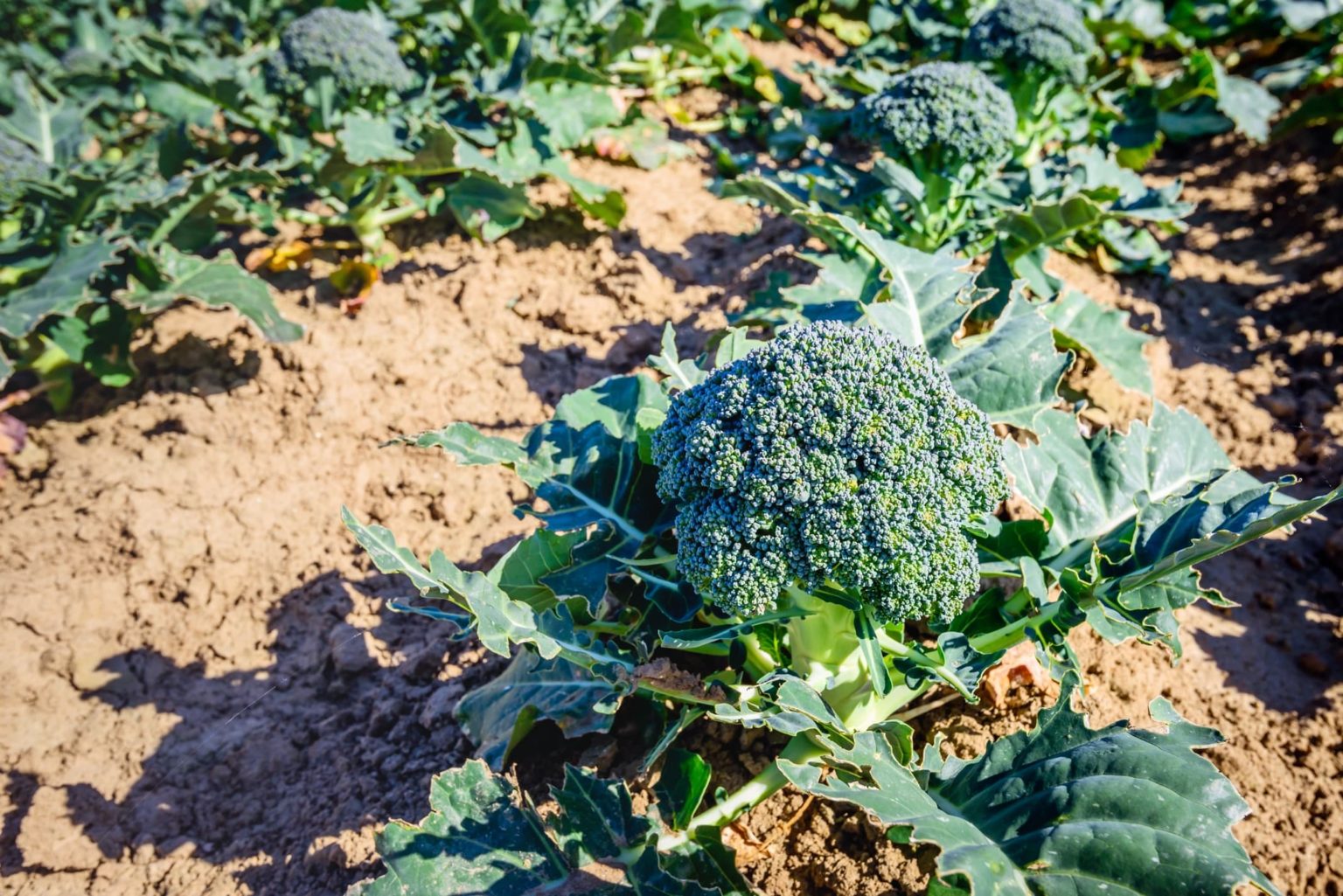 How To Grow Broccoli 'Calabrese' Horticulture.co.uk