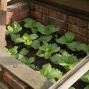 pak choi being grown in a cold frame