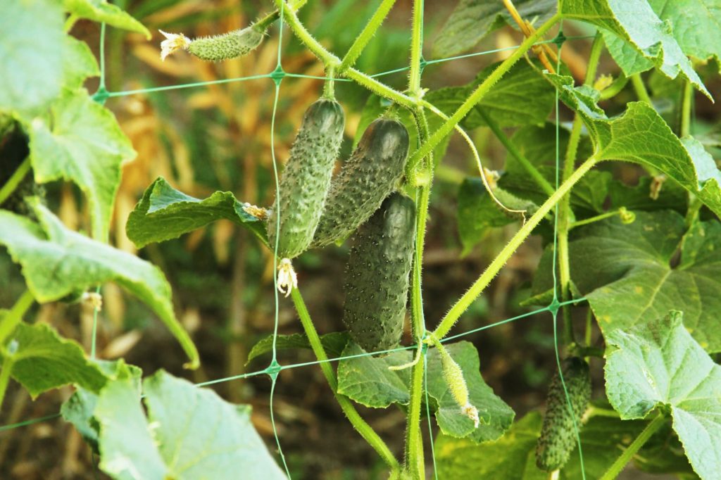 How To Grow Trellis Cucumber Plants Horticulture.co.uk