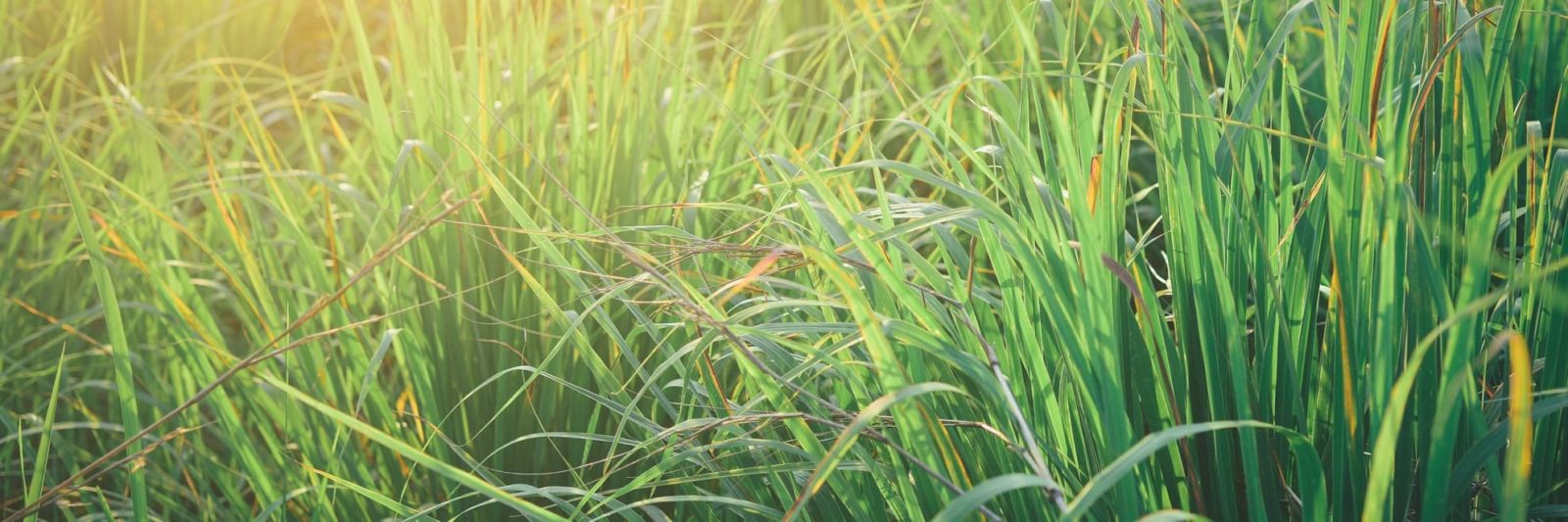 lemongrass growing in a vegetable garden