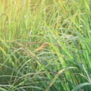 lemongrass growing in a vegetable garden